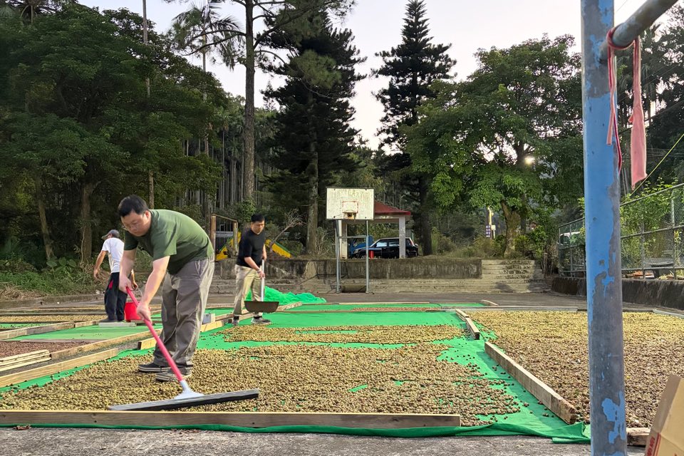 傍晚的籃球場上鋪滿正在曬的苦茶籽，幾個人拿著耙子翻動